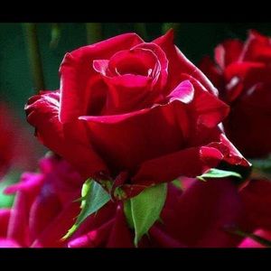 Meet your Posher, Irma